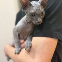 Канадский сфинкс, в Александрове