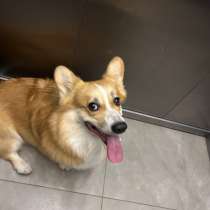 Отдам, в Кудрово