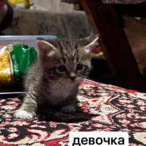 Котята, в Нижневартовске