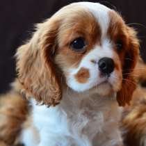 Приму в дар спаниеля, в Москве