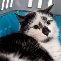 Разыскивается хозяин для Медеи, в Москве