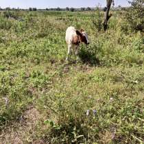 Продается корова дойная и тёлка 5 месяцев за 60 тысяч, в г.Луганск