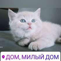 Продаются шикарные короткошерстные котята скоттиш страйт, в г.Ташкент
