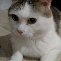 Котик в добрые руки, в Новосибирске