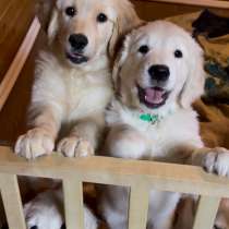 Щенки Голден Ретривер, в Москве