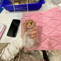 Хомяк ?, в Барнауле