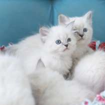 Малыши Рэгдолл, в Санкт-Петербурге