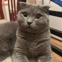 Отдадим кошечку в хорошие руки! Кошке 1 годик. Ласковая!, в Невинномысске