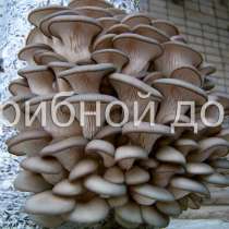 Мицелий грибов вешенка, шампиньонов, опенка, шиитаке, в Москве