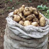 Продам картофель, в Новокузнецке