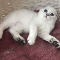 Шотландский вислоухий котенок с яркими голубыми глазами, в Санкт-Петербурге