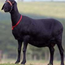 Племенные овцы Санта-Инес (Скот из Европы класса Элита), в г.Ереван