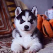 Черно-белые. голубоглазые щеночки хаски, в Санкт-Петербурге