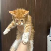 Котенок в добрые руки, в Москве