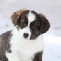 Вельш корги кардиган, в Москве