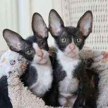 Кудрявые котята Корниш рекс, в г.Реховот