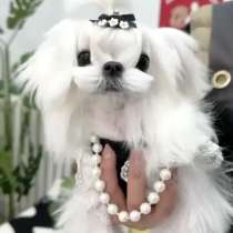 Мальтийская болонка девочка, в Перми