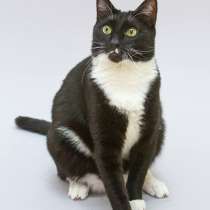 Кот Антошка ищет свою семью, в Москве