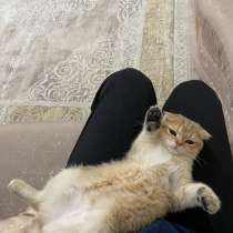 Кошка, в Москве