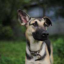 Жужа ищет дом!!!, в Москве