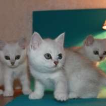 Британские котята, окраса - ns 11, в Санкт-Петербурге