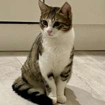 Отдам в добрые руки котят(котята в Сочи), в Сочи