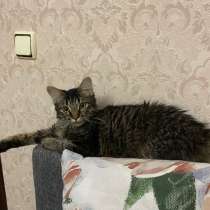 Отдам в хорошие руки бесплатно кота, в Ставрополе