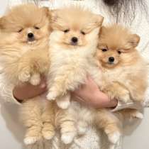 Шпицы щенки, в Перми