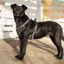 Спасённая со стройки Альма нуждается в любящих хозяевах!, в Москве