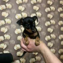 Щенок той терьера, в Балашове