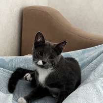 Кот, в Москве