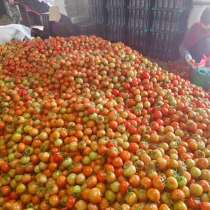 Помидоры оптом из Казахстана, в Москве