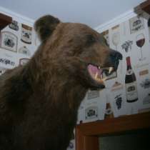 Чучело головы бурого медведя, в Новосибирске