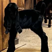 Козлик, в г.Минск