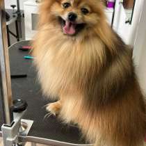 Услуга, в Курске