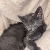 Котенок в добрые руки, в Твери