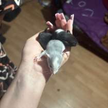 Крысята, в Лыскове