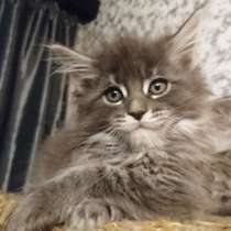 У вас ещё нет Мейн-куна?, в Санкт-Петербурге