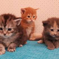 Мейн кун котятки, в Санкт-Петербурге