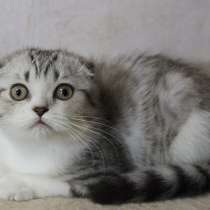 Шотландский котёнок, в Москве