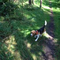 Продам Бигля девочку, в Москве