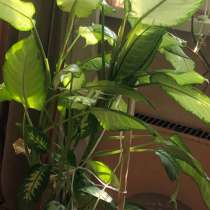Дифенбахия несколько видов, в Москве