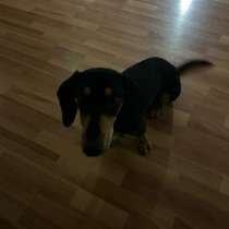 Собака, в Омске