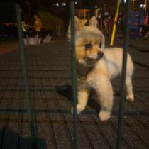 Взрослый шпиц, в Калининграде