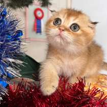 Британские котята купить, в Краснодаре