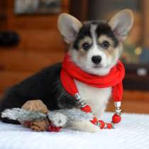 Щенок Вельш Корги Пемброк, в Ногинске