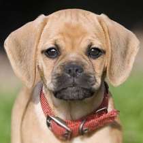 Щенки Пагальера, в г.Бендеры