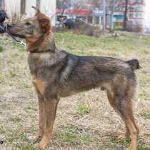 Щенок Лайт, в Москве