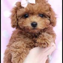 Куплю малышку той пудель, в Москве