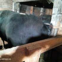 Продам быков от 500-700кг 8 шт, в Волгограде